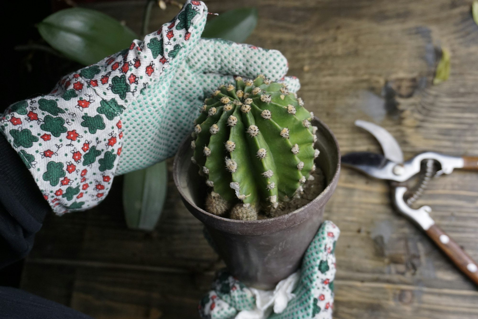 Cactus care