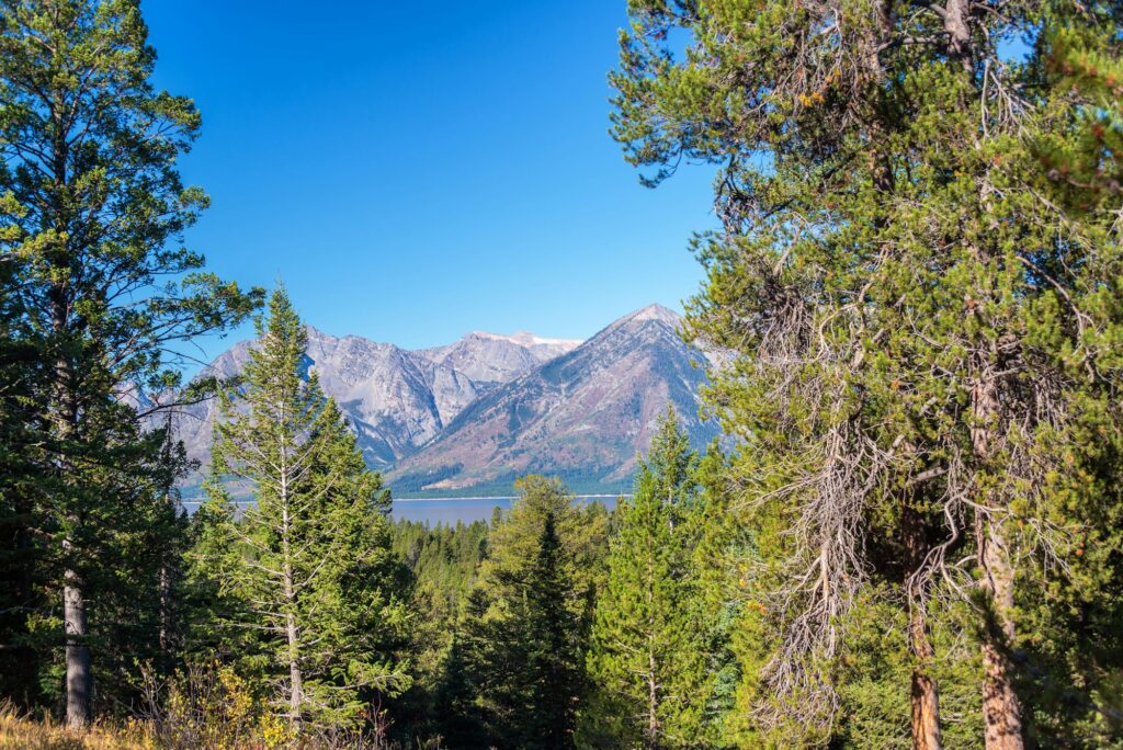 Teton Range and Trees